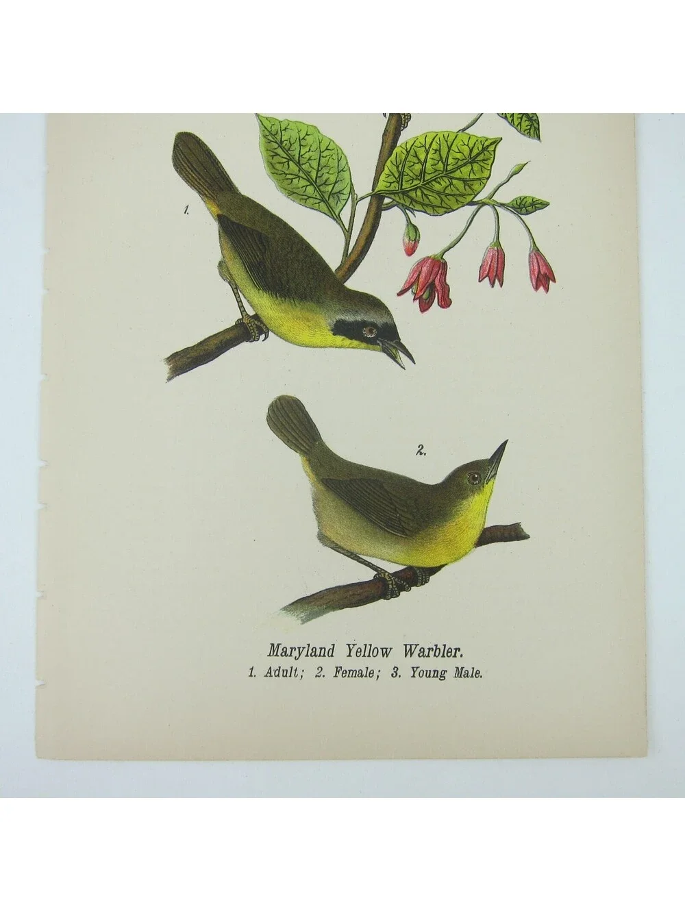 Bird Litho Print Maryland Yellow Warbler After John James Audubon Antique 1890